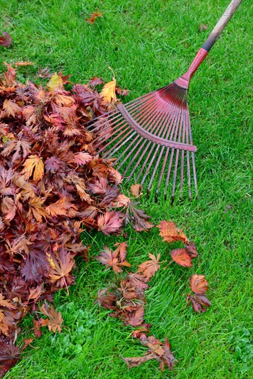 Leaf raking and autumn foliage