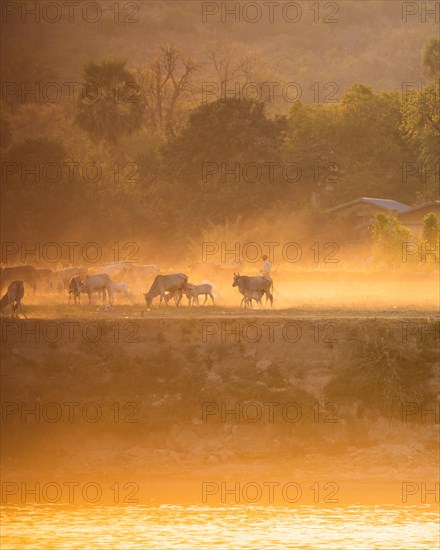 Cattle herd against the light at the Irrawaddy River