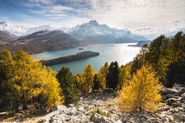 Autumnal larch forest with snow-covered mountains