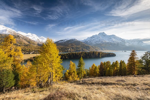 Autumnal larch forest with snow-covered mountains