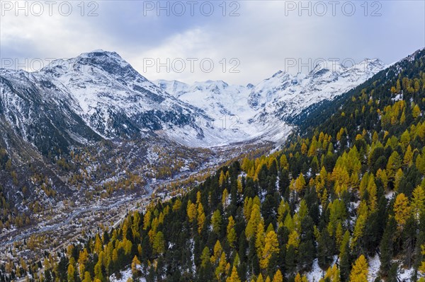 Autumn larch forest in the valley of the Morteratsch glacier