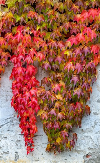 Boston ivy