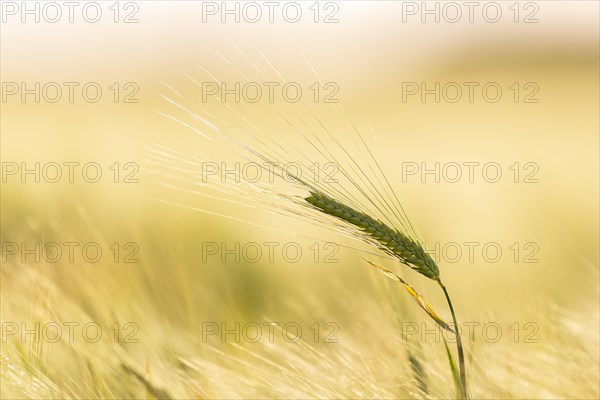 Barley ear