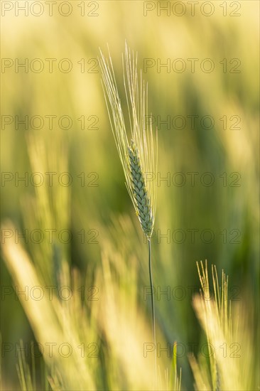 Barley ear