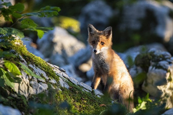 Red fox