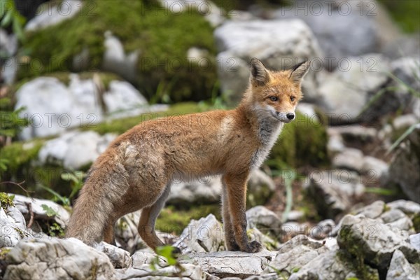 Red fox