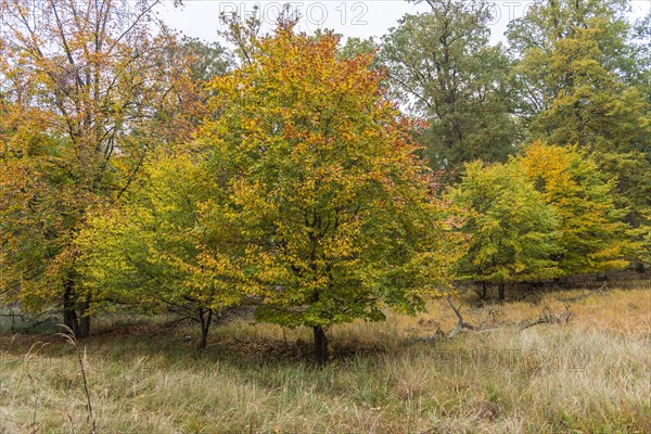 Common beech