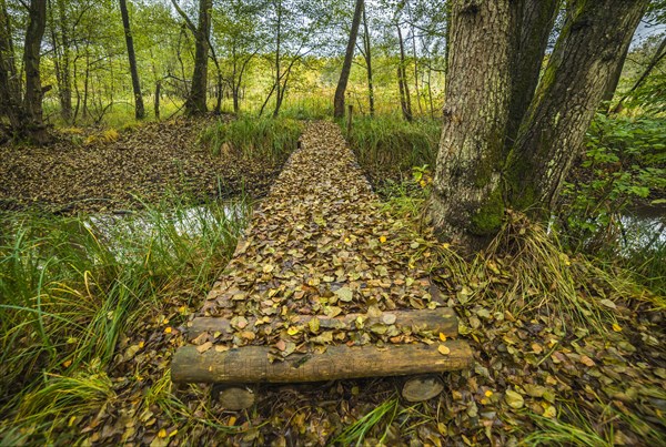 Wooden bridge covered by fallen autumn leaves in the forest