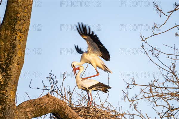 White stork at nest during mating