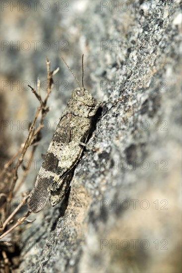 Blue-winged grasshopper