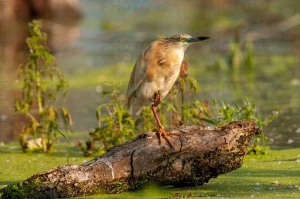 Squacco Heron