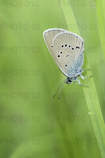 Gossamer winged butterfly