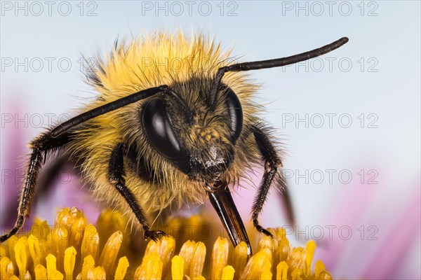 Macro focus stacking of Early bumblebee