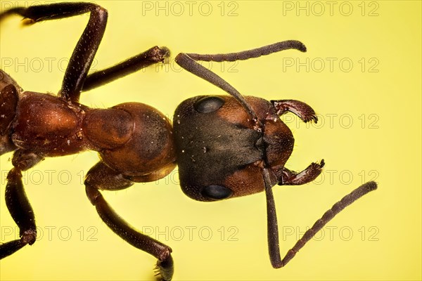 Macro Focus Stacking picture of Red Wood Ant