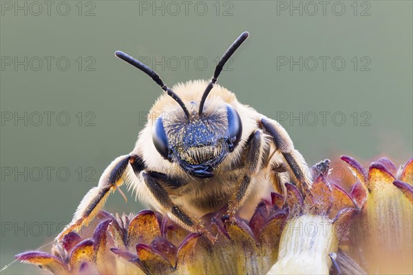 Lasioglossum calceatum