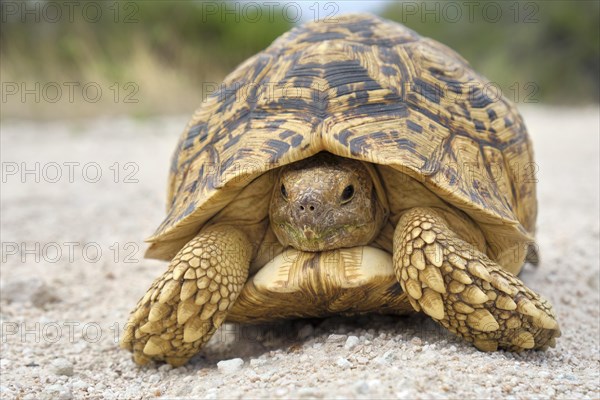 Leopard tortoise