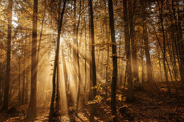 Beech forest