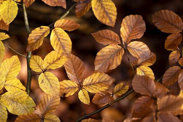 Autumn yellow