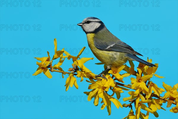 Blue tit