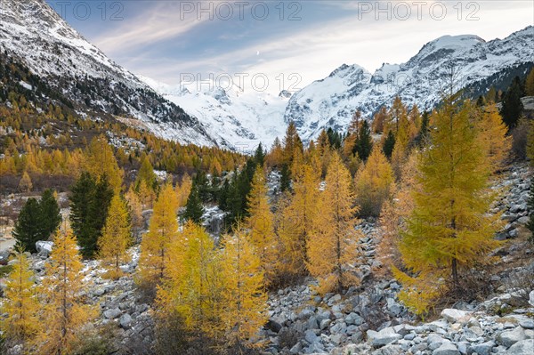 Autumnal larch forest in the valley of the Morteratsch Glacier