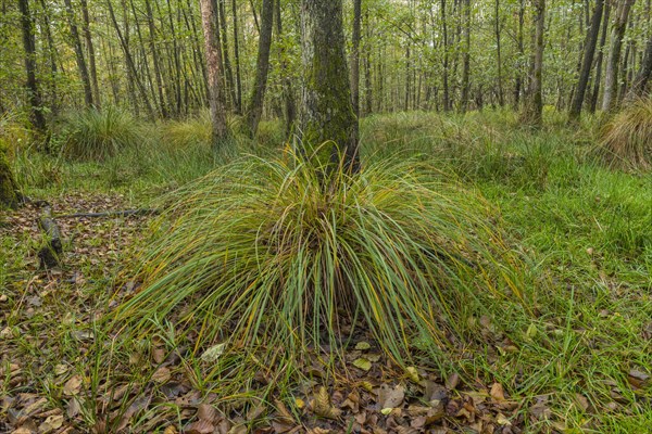 Autumn alluvial forest with panicle sedge