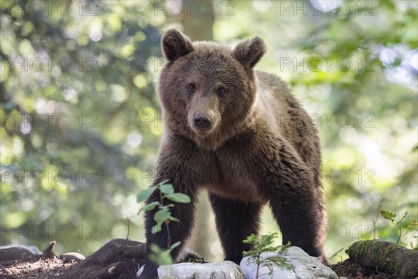 European brown bear