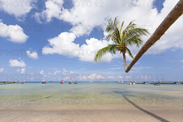 Bending palm on Sairee beach