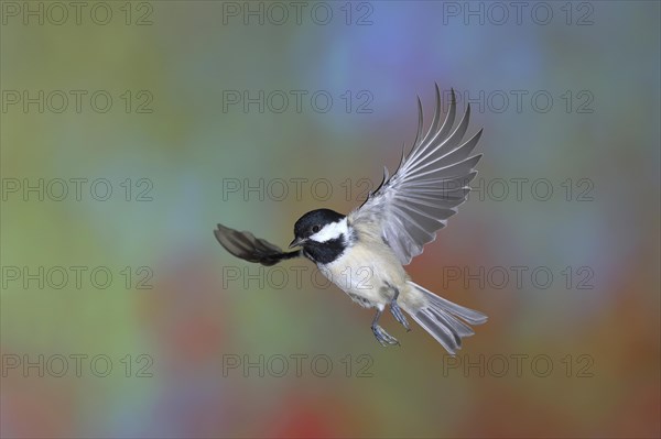 Coal tit