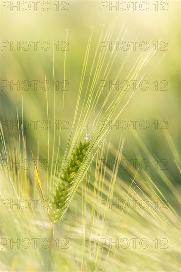 Barley ear