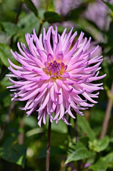 Cactus dahlia