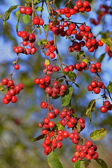 Ornamental apple tree