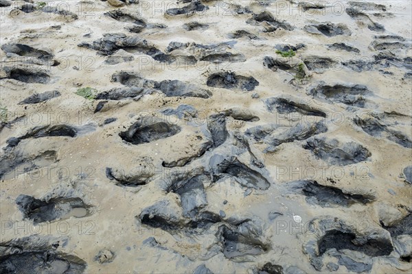 Footprints in the mudflats
