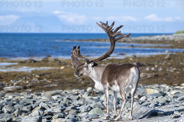 Reindeer