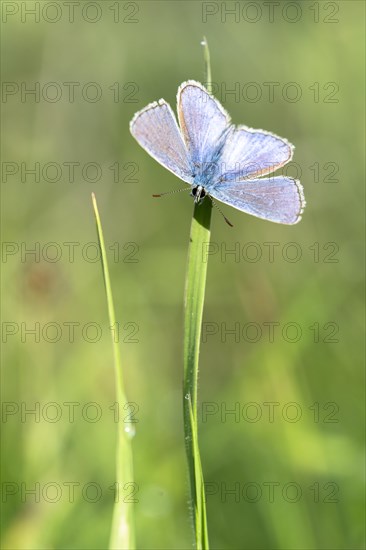 Gossamer winged butterfly