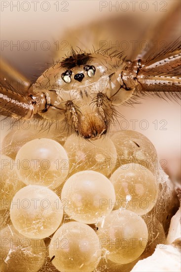 Macro focus stacking picture of Daddy Long-legs Spider