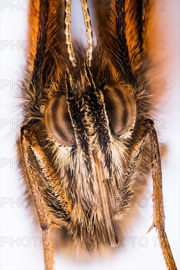 Portrait in Macro Focus Stacking technique of Gatekeeper or Hedge Brown