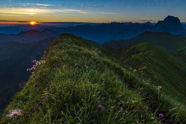 Small mountain path with flower meadow and Allgaeu Alps behind it at sunrise
