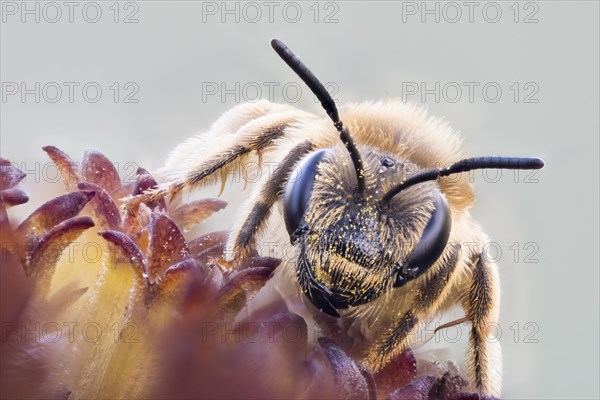 Lasioglossum calceatum