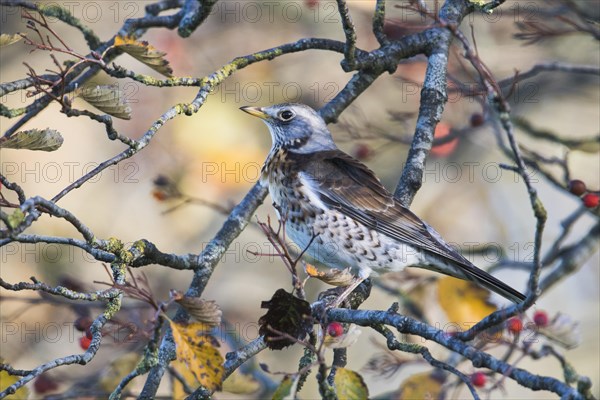 Fieldfares