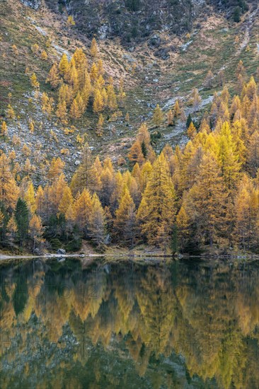 Autumnal larches are reflected in the Lake Palpuogna