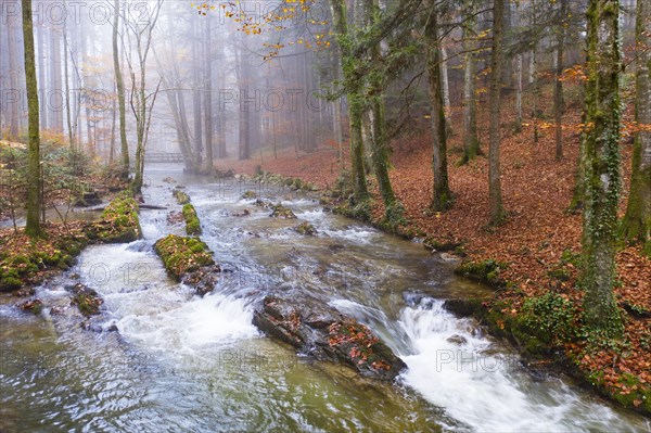 Zellerache flows through autumn forest in morning fog