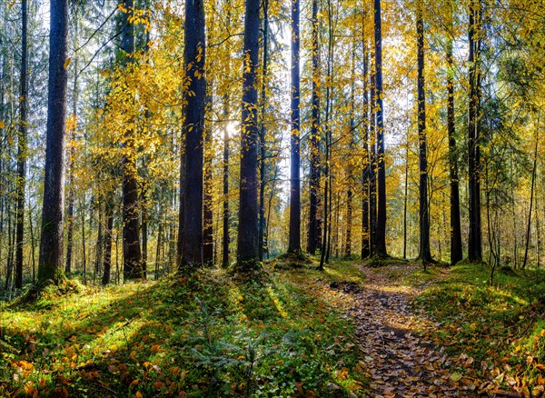 Mixed forest in autumn