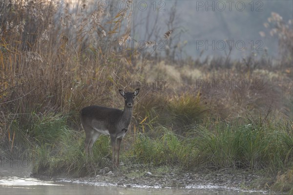 Fallow deer cow