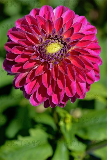 Decorative dahlia