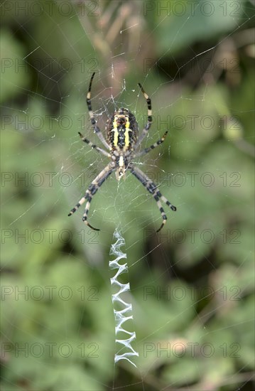 Web of the wasp spider