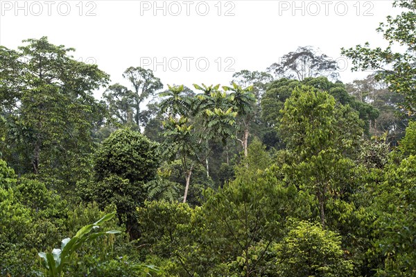 Tropical lowland rainforest
