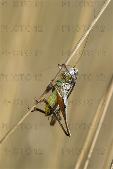 Roesel's bush-cricket