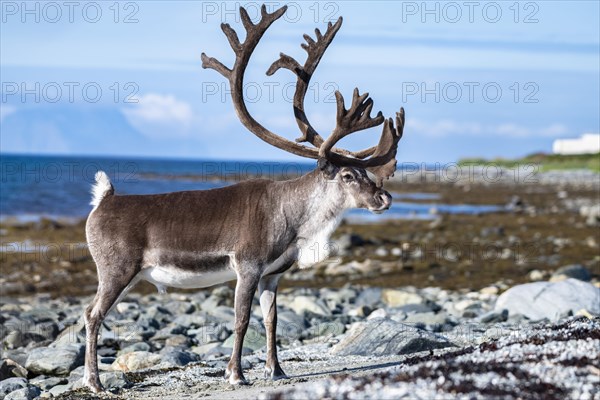 Reindeer