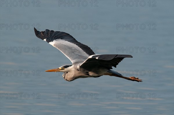 Goliath heron