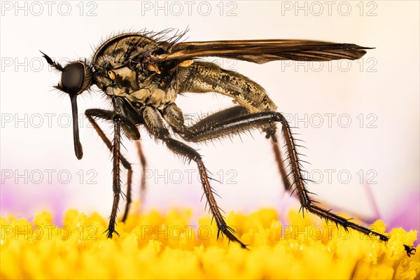 Macro focus stacking portrait of Dance fly